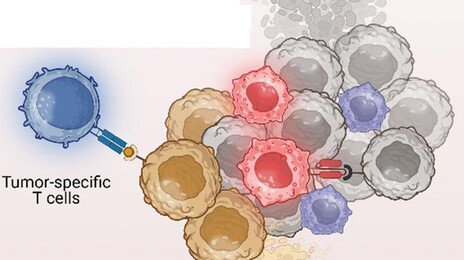 종양 속 잠들어있는 면역세포 깨워 암 공격한다