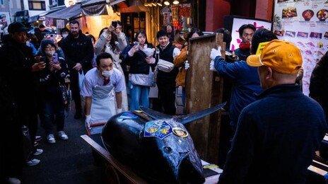 도쿄 수산시장서 243㎏ 참치, 47억 원에 팔려…사상 최고가