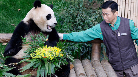 ‘제2의 푸바오’ 올까?…韓-中 판다 추가대여 협의