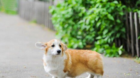 도심 산책 중에 ‘80cm 화살’ 날아와…경찰, 용의자 추적