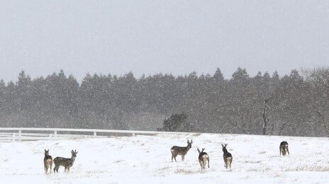 내일 중부·호남에 많은 눈…전북 최대 15cm