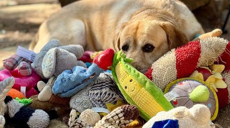 “똑똑한 개, 주인 대화 엿듣는다”…혹시 우리 집 개도?