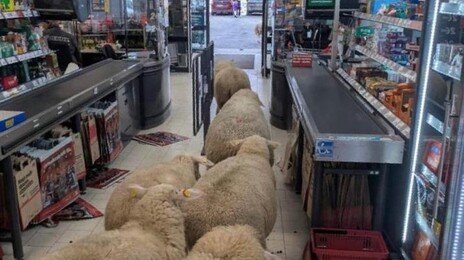 양 50마리가 우르르…마트서 20분간 쇼핑