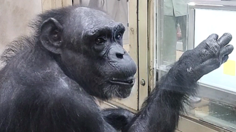 0.5초 만에 숫자 암기한 ‘천재 침팬지’ 49세로 세상 떠나