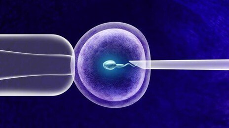 “난자 다시 젊게 만든다”…시험관 시술 판도 바꿀 연구 나와