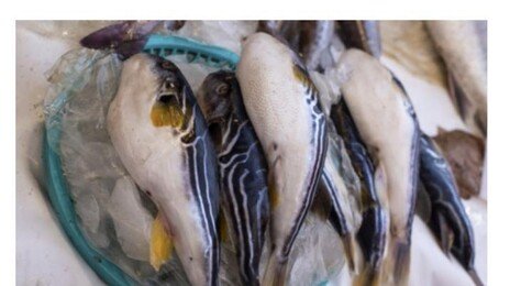 ‘복어 튀김’ 요리해 먹은 주민들…마비 증세로 병원 이송