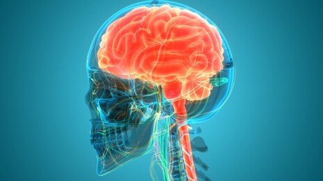 ‘뇌 나이’ 젊게 하는 간단한 방법 있다…바로 ‘□□’