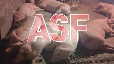 강릉서 아프리카돼지열병…돼지 2만 마리 살처분