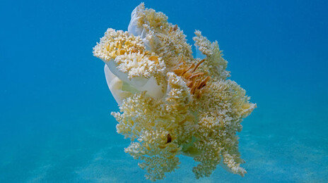 뇌 없는 해파리도 8시간씩 잔다… 건강 지키려면 잘 자야