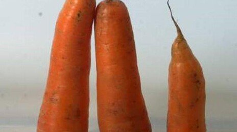 ‘건강 지킴이’ 당근, 효능 높이는 섭취법