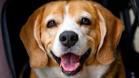 “반려동물 사별 고통, 부모보다 작고 형제자매보다 컸다”