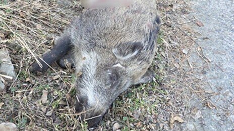 인천 소청도 출몰한 230㎏ 멧돼지 사살…北서 유입 추정