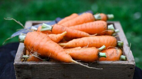 “추울수록 맛있어” 면역력 쑥 올리는 영양사 픽 ○○ [알쓸톡]