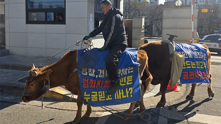 “내 고소 왜 각하하나” 소 타고 수원 경찰서 항의 방문