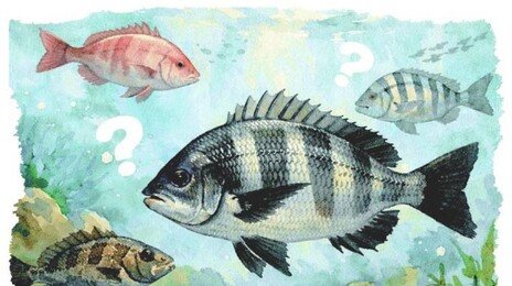 물고기에 관한 몇몇 오해와 진실