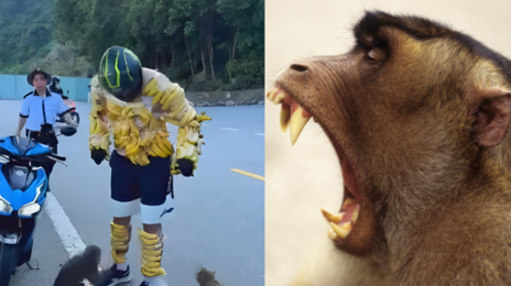 “내가 바나나야!” 원숭이 유혹하려고 온몸에 주렁주렁…선 넘은 관광객