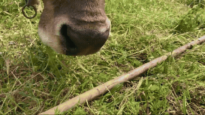 ‘효자손’ 사용하는 소 발견…“이렇게 똑똑하다고?”