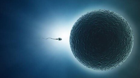 난임 치료 열쇠, 男女 몸속에서 찾았다