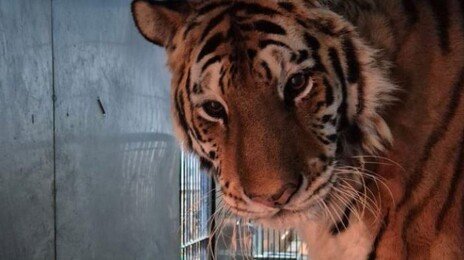 “20년이나 반겨줘 고마웠어” 호랑이 이호, 하늘로