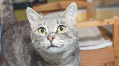 “밥 거부하고 공격적?”…반려동물 3000만 마리가 겪는 ‘이것’