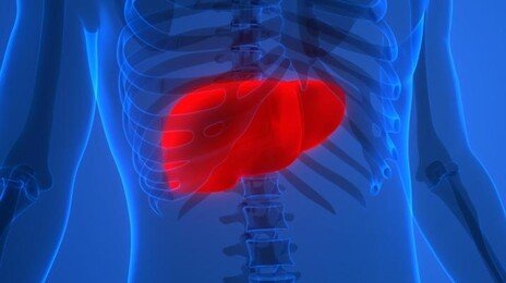 ‘침묵의 장기’ 간 기능 저하, 혈액 속 알부민 수치가 알려준다