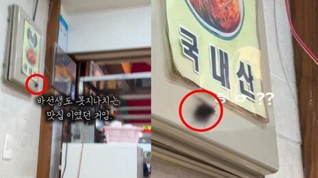 떡볶이 맛집서 기겁…‘달인’ 명패 아래 손가락만 한 바퀴벌레