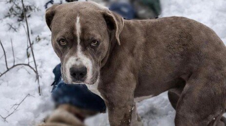 “폭설 속 96시간” 히말라야서 ‘주인 시신’ 지킨 핏불