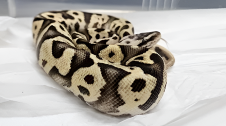 “지하철역 화장실에 뱀 2마리”….멸종위기종이 왜 여기에?