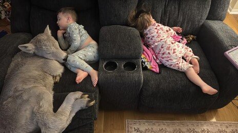 혹한 속 태어난 송아지 집에 들였더니…세살배기 아들과 낮잠