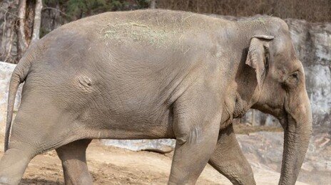 태국 국립공원서 야생 코끼리 공격에 60대 남성 사망