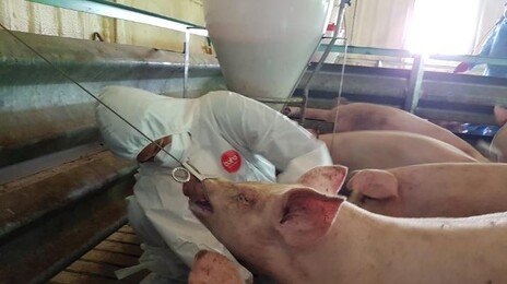 경남 창녕 양돈농장서 ASF 발생…정부, 긴급방역 조치