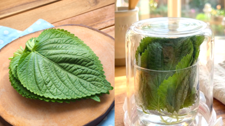 어제 산 깻잎 검은 반점 왜?…“이렇게 보관하세요”