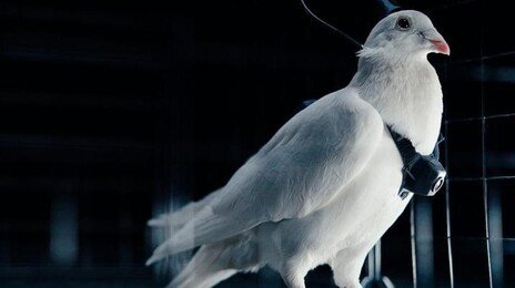 비둘기 뇌에 칩 심어 ‘드론화’…러 과학자들 기술 개발