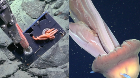 “지구 반대편 3000m 심해서 ‘한글’ 적힌 비디오테이프 발견