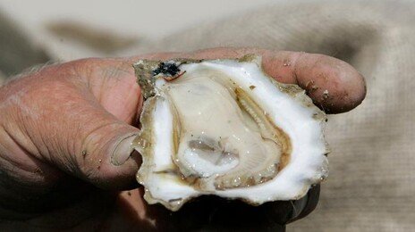 “한국산 생굴 먹고 식중독”…홍콩, 유통 경로 추적