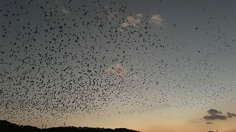 울산 국가정원 인근 정전으로 주민 불편…원인은 이 새 탓?