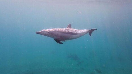 韓동해안서 첫 남방큰돌고래 발견…제주 이외 지역선 처음