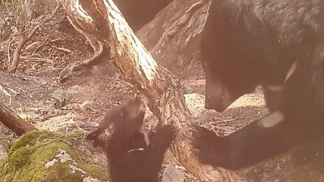 새끼랑 놀아주는 반달가슴곰…국립공원공단, 설 맞아 야생동물 영상 공개
