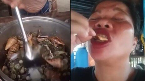 맹독성 ‘악마게’ 먹방 인플루언서 사망 “입술 파랗게 변해”