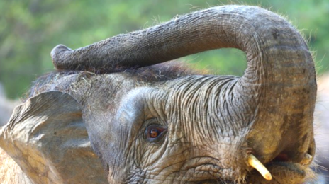 “눈 감아도 다 안다”…코끼리 1000개 수염 ‘제2의 눈’