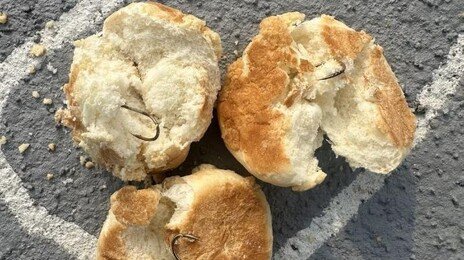 반려견 놀이터에 ‘낚싯바늘 빵’ 던진 용의자 CCTV 포착