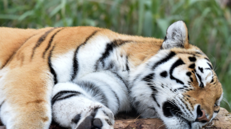“호랑이 뼈로 사골 끓여 팔려했다”…베트남서 사체 2구 1억에 사들여