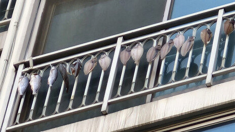 “윗집 베란다에 생선 주렁주렁”…악취 항의했더니 욕설