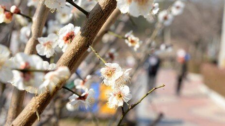 토요일 낮 최고 20도 “일교차 주의”…일요일 중부 돌풍 동반한 비