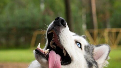 “뽀뽀하려다 헉!”…강아지 입냄새, 양치로도 안 잡힐땐