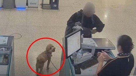 “개 못 태운다”고 하자 공항에 묶어두고 혼자 떠난 여성