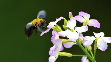 호박벌 날갯짓, 체온 유지 위한 ‘자체 에어컨’
