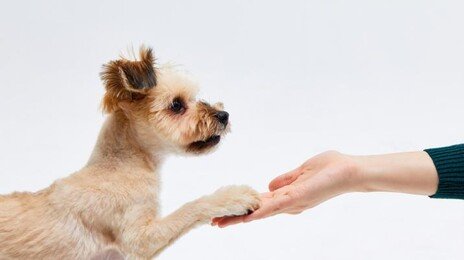작은 상처를 반려견이 핥았을 뿐인데…패혈증으로 사지 절단