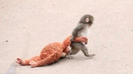 日 울린 ‘아기 원숭이’ 전 세계 응원 속…인형 품절·리셀까지