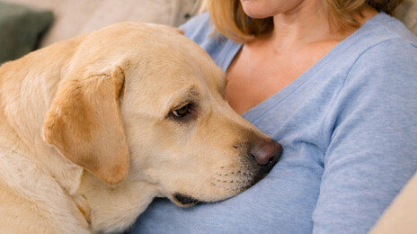 개가 주인 가슴을 쿵…“아파서 만져보니 멍울”…유방암 진단